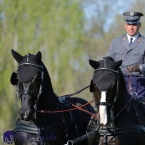 Kladruby 2019 - čtvrtek + pátek - drezury