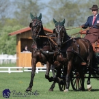 Kladruby 2019 - čtvrtek + pátek - drezury