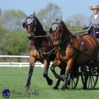 Kladruby 2019 - čtvrtek + pátek - drezury