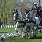 Kladruby 2019 - čtvrtek + pátek - drezury