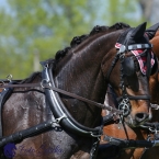 Kladruby 2019 - čtvrtek + pátek - drezury