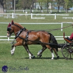 Kladruby 2019 - čtvrtek + pátek - drezury