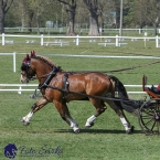 Kladruby 2019 - čtvrtek + pátek - drezury