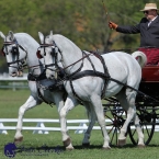 Kladruby 2019 - čtvrtek + pátek - drezury