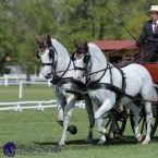 Kladruby 2019 - čtvrtek + pátek - drezury