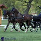 Kladruby 2019 - čtvrtek + pátek - drezury