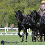 Kladruby 2019 - čtvrtek + pátek - drezury