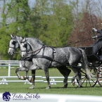 Kladruby 2019 - čtvrtek + pátek - drezury