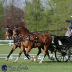 Kladruby 2019 - čtvrtek + pátek - drezury