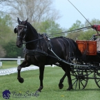 Kladruby 2019 - čtvrtek + pátek - drezury