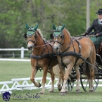 Kladruby 2019 - čtvrtek + pátek - drezury