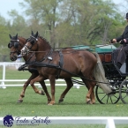 Kladruby 2019 - čtvrtek + pátek - drezury