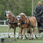 Kladruby 2019 - čtvrtek + pátek - drezury