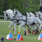 Kladruby 2019 - neděle - finále