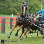 Kladruby 2019 - sobota - maraton