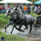 Kladruby 2019 - sobota - maraton