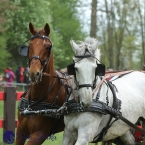 Kladruby 2019 - sobota - maraton