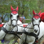 Kladruby 2019 - sobota - maraton