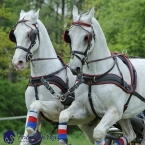 Kladruby 2019 - sobota - maraton