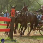 Kladruby 2019 - sobota - maraton