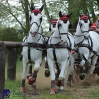 Kladruby 2019 - sobota - maraton