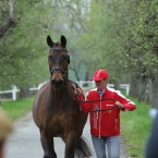 Kladruby 2019 - středa