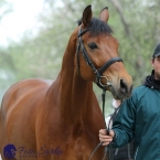 Kladruby 2019 - středa