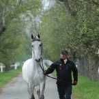 Kladruby 2019 - středa