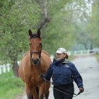 Kladruby 2019 - středa