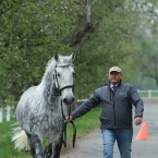 Kladruby 2019 - středa