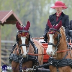 Kladruby 2019 - středa