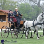 Kladruby 2019 - středa