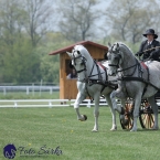 Kladruby 2019 - středa