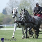 Kladruby 2019 - středa