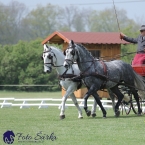 Kladruby 2019 - středa