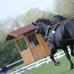 Kladruby 2019 - středa