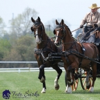 Kladruby 2019 - středa