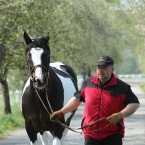 Kladruby 2019 - středa