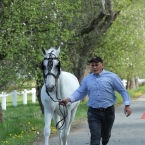 Kladruby 2019 - středa