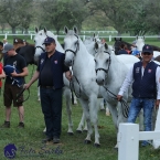 Kladruby 2019 - středa