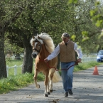 Kladruby 2019 - středa