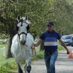 Kladruby 2019 - středa