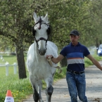 Kladruby 2019 - středa