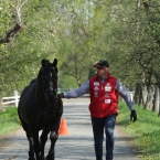 Kladruby 2019 - středa