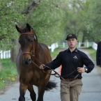 Kladruby 2019 - středa