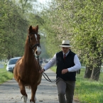 Kladruby 2019 - středa