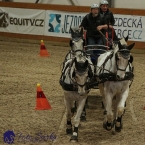 Královice 2019 - finále spřežení