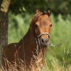 Minihorse