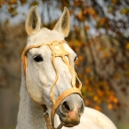 Polo pony