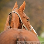 Polo pony